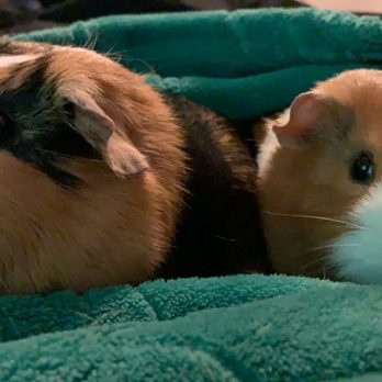 Petco - Guinea pigs - Pet Stores Near Me - Bremerton, Washington Petco - Guinea pigs - Pet Stores Near Me - Bremerton, Washington