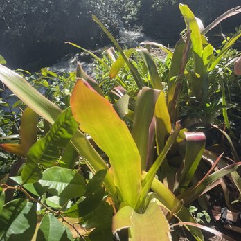 Hike Maui - Local vegetation - Tours Near Me - Kahului, Hawaii Hike Maui - Local vegetation - Tours Near Me - Kahului, Hawaii