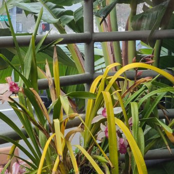 Wildflower Cafe - Dying plants outside - Breakfast & Brunch Near Me - Redondo Beach, California