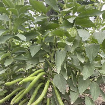 Turner Farm - Fava beans - Farmers Market Near Me - Cincinnati, Ohio Turner Farm - Fava beans - Farmers Market Near Me - Cincinnati, Ohio
