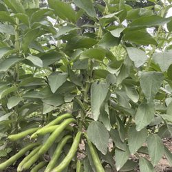 Turner Farm - Fava beans