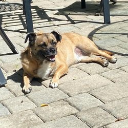 Woof Stays - My dog in her beautiful backyard!
