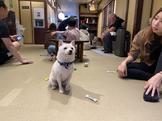Mameshiba Cafe Osaka 2019 All You Need To Know Before You