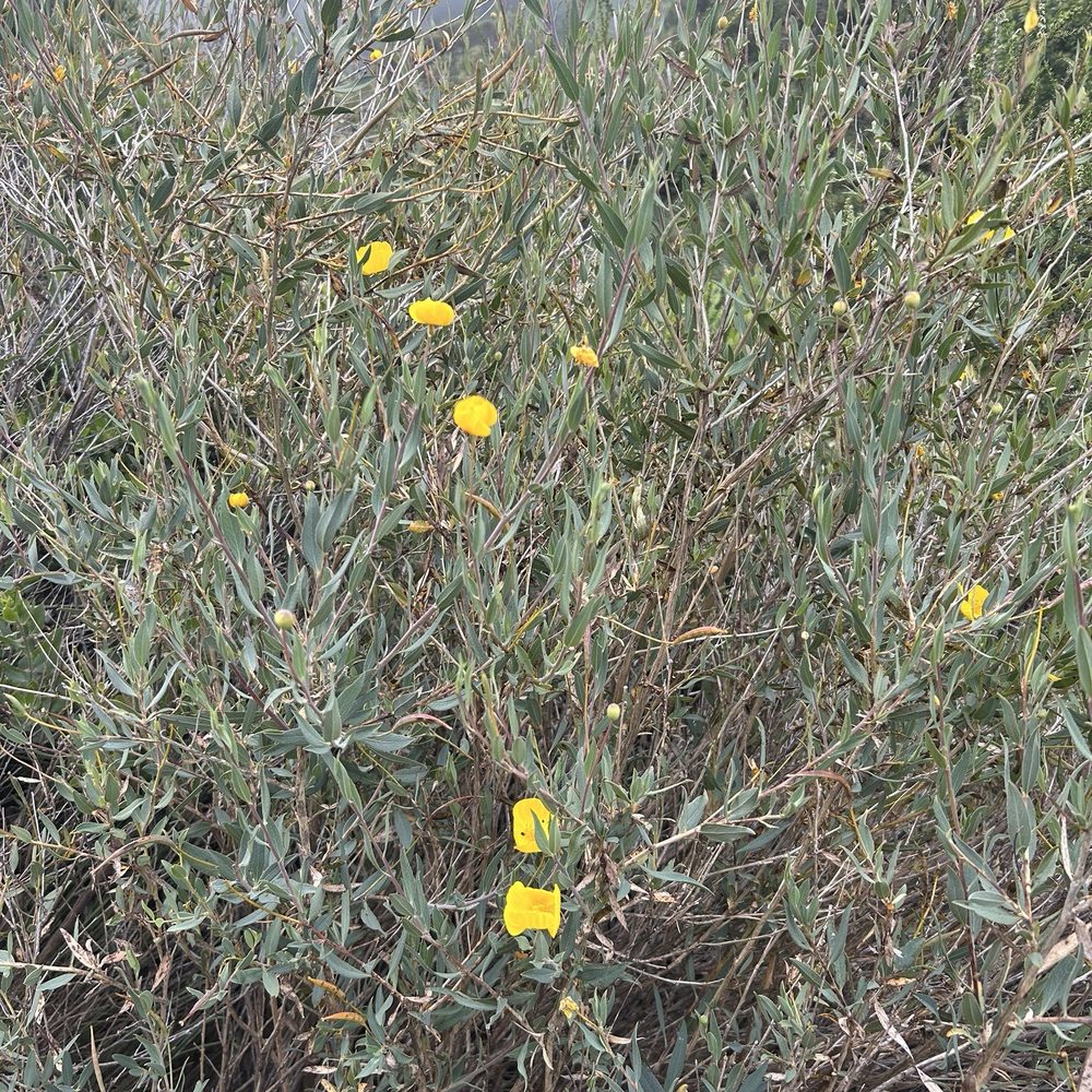 Mount Umunhum - Hiking Near Me