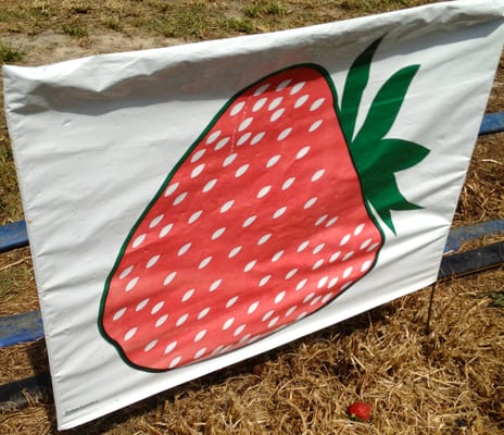 Salem Berry Farm by null
