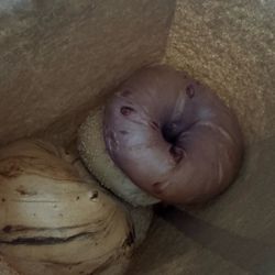 Bagel Boyz