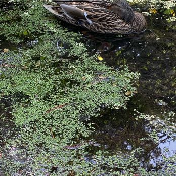 Brooklyn Botanic Garden - Yes there is the duck that moved, he was hidden, neck twisted under his wing them swam away. - Botanical Gardens Near Me - Brooklyn, New York