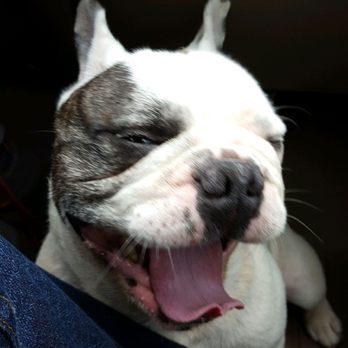Win-Star Bed & Biscuit - Pet Groomers Near Me - Tacoma, Washington Win-Star Bed & Biscuit - Pet Groomers Near Me - Tacoma, Washington