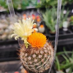 Walmart - Cute cactus plants at The Garden