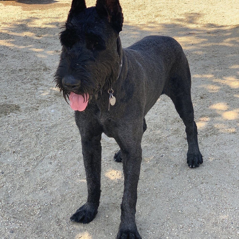 Olive Hills Park - Dog Parks Near Me - Anaheim, California Olive Hills Park - Dog Parks Near Me - Anaheim, California