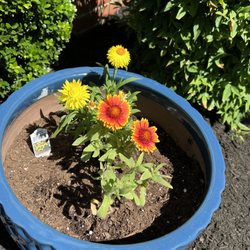 Merrifield Garden Center
