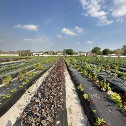 Ye Ole Davis Farms - Pick your own!