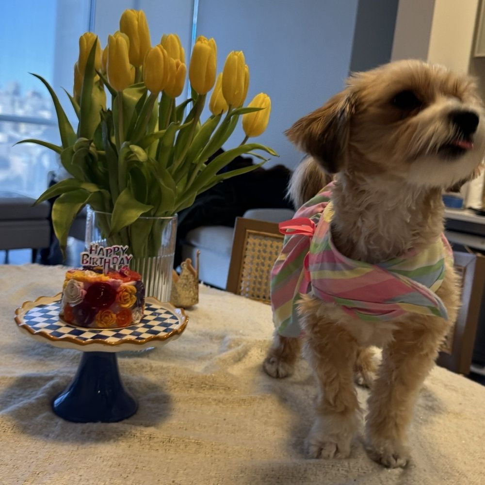 Mishka - Mi Lilo con su pastel de Flores by Mishka - Pet Stores Near Me - San Francisco, California Mishka - Mi Lilo con su pastel de Flores by Mishka - Pet Stores Near Me - San Francisco, California