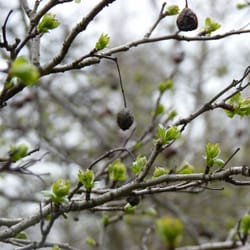 Späth-Arboretum