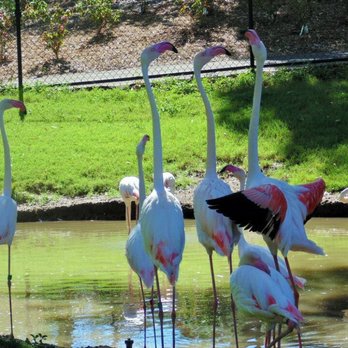 Phoenix Zoo - Zoos Near Me - Phoenix, Arizona Phoenix Zoo - Zoos Near Me - Phoenix, Arizona