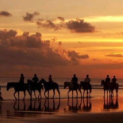Muriwai Beach Horse Treks - Stunning sunset ride