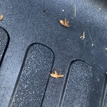 Avis Car Rental - Infested van with roaches - Car Rental Near Me - Melbourne, Florida Avis Car Rental - Infested van with roaches - Car Rental Near Me - Melbourne, Florida