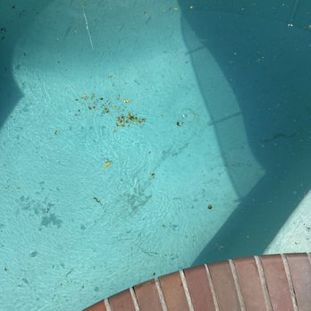 One Pool At A Time - Leaves and debris in pool - Pool & Hot Tub Service Near Me - Canoga Park, California One Pool At A Time - Leaves and debris in pool - Pool & Hot Tub Service Near Me - Canoga Park, California