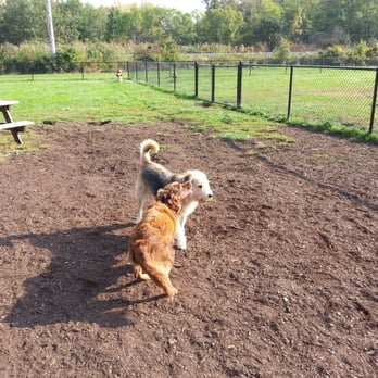 Mentor Dog Park - Possum socializing - Dog Parks Near Me - Mentor, Ohio Mentor Dog Park - Possum socializing - Dog Parks Near Me - Mentor, Ohio