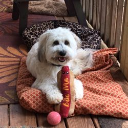 Leash Me Out! - Gus loves doggie daycare!