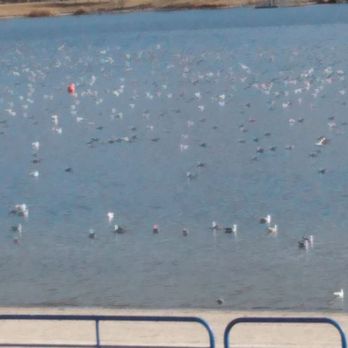 Sparks Marina Park - Lots of gulls - Parks Near Me - Sparks, Nevada Sparks Marina Park - Lots of gulls - Parks Near Me - Sparks, Nevada