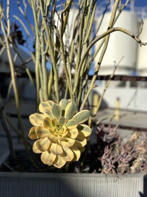 AleSmith Brewing Company by null AleSmith Brewing Company by null