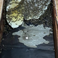 Budget Bee Removal - Bee hive