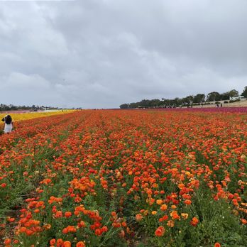 The Flower Fields - Venues & Event Spaces Near Me - Carlsbad, California The Flower Fields - Venues & Event Spaces Near Me - Carlsbad, California