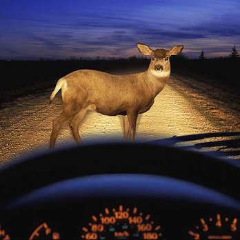 Pro Auto Body & Towing - Did the deer get caught in your headlights? We can fix the damage! Come in for a free estimate! - Body Shops Near Me - Woodward, Oklahoma Pro Auto Body & Towing - Did the deer get caught in your headlights? We can fix the damage! Come in for a free estimate! - Body Shops Near Me - Woodward, Oklahoma