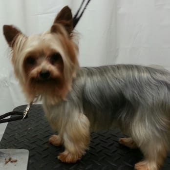 All American Groomer - Pet Groomers Near Me - Moody, Texas All American Groomer - Pet Groomers Near Me - Moody, Texas
