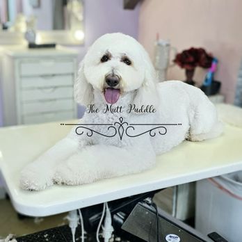 Mutt Puddle - Pet Groomers Near Me - McKinney, Texas