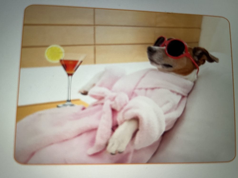 POOPER SCOOPER TEAM Saint Louis, Missouri Pet Waste Removal Phone