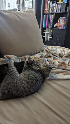 PAWS Chicago by null