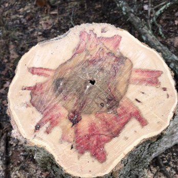 Yorkshire Tree Service - Color of box elder tree - Tree Services Near Me Yorkshire Tree Service - Color of box elder tree - Tree Services Near Me