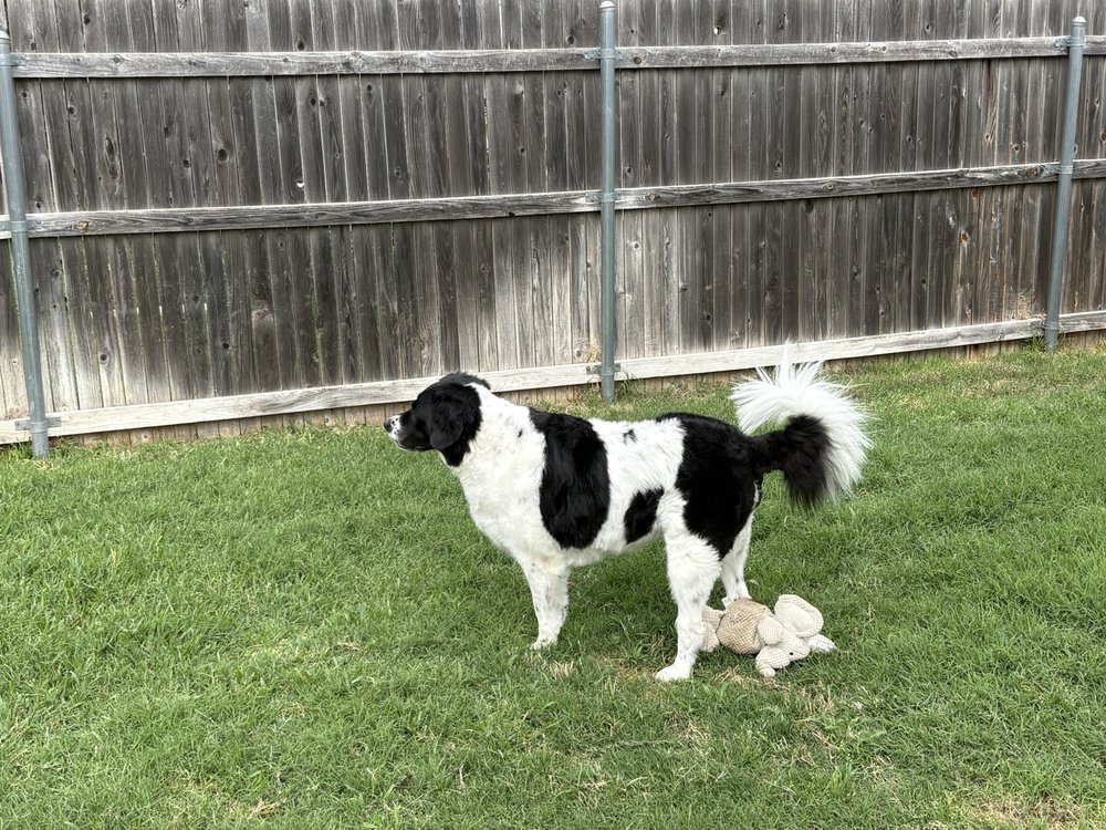 The VIP Re Treat - pet boarding facility in Fort Worth, TX