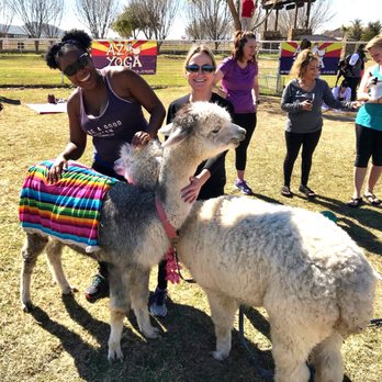 Goat Yoga - There were also alpacas - Yoga Near Me