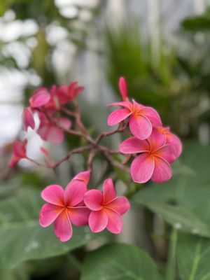 Conservatory of Flowers by null