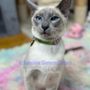 Sunshine Siamese Cattery