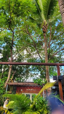 Miami Ironside by null