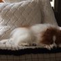 Photo of Bridgemill Pets