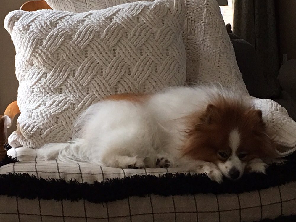 BRIDGEMILL PETS Updated September 2024 15 Photos & 10 Reviews