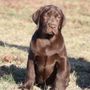 Photo of Simpson's Labrador Retrievers 