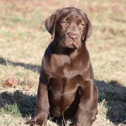 Simpson's Labrador Retrievers  - CH Brew and Shotzee chocolate male - available as of 12/14/23