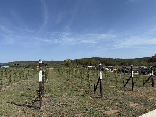 Perissos Vineyard and Winery by null