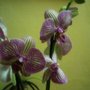 Photo of Flores Marbid