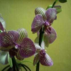 Flores Marbid - Flores para una madre increíble