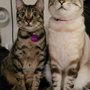 Photo of Cats By The Coast