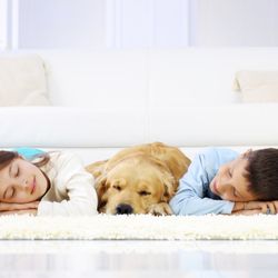 Aqualux Carpet Cleaning