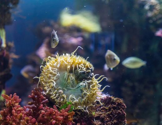 Aquarium of the Bay by null