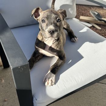 Vegas Roots Rescue - Animal Shelters Near Me Vegas Roots Rescue - Animal Shelters Near Me